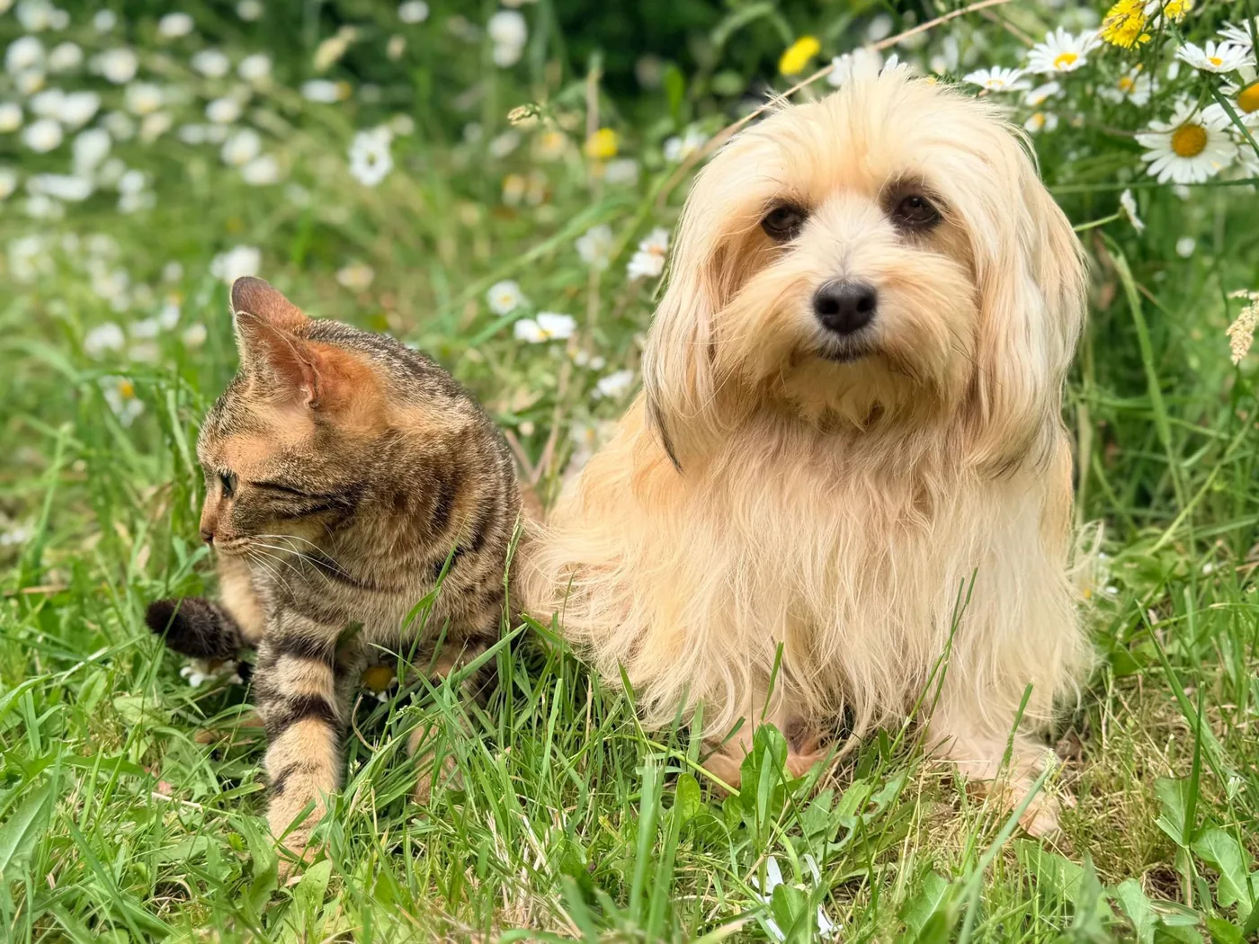 A cat and a long-haired dog sitting in the grass among daisies